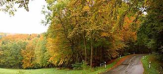 Country road, fall-colored trees and meadow