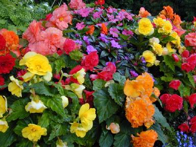 Red, orange, pink, yellow and violet flowers