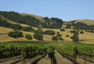 California vineyard and green and yellow hills