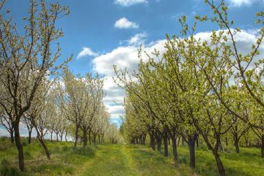 Road leading through an orchard